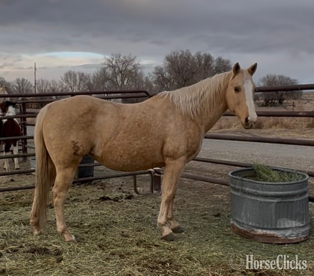 "Belle" Palomino Mare Quarter Horse in Wyoming