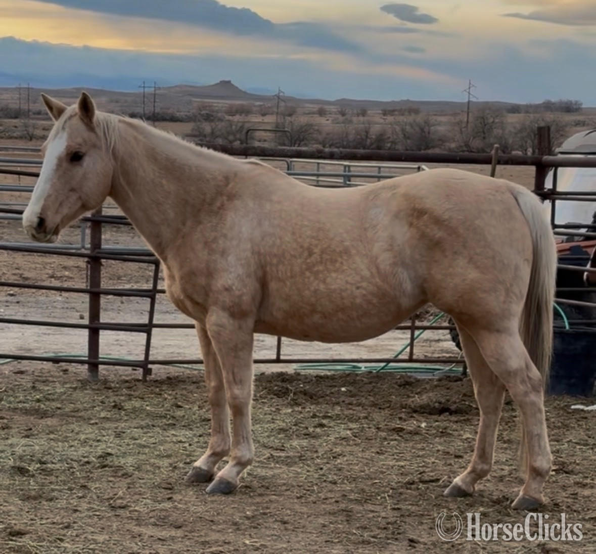 "Belle" Palomino Mare Quarter Horse