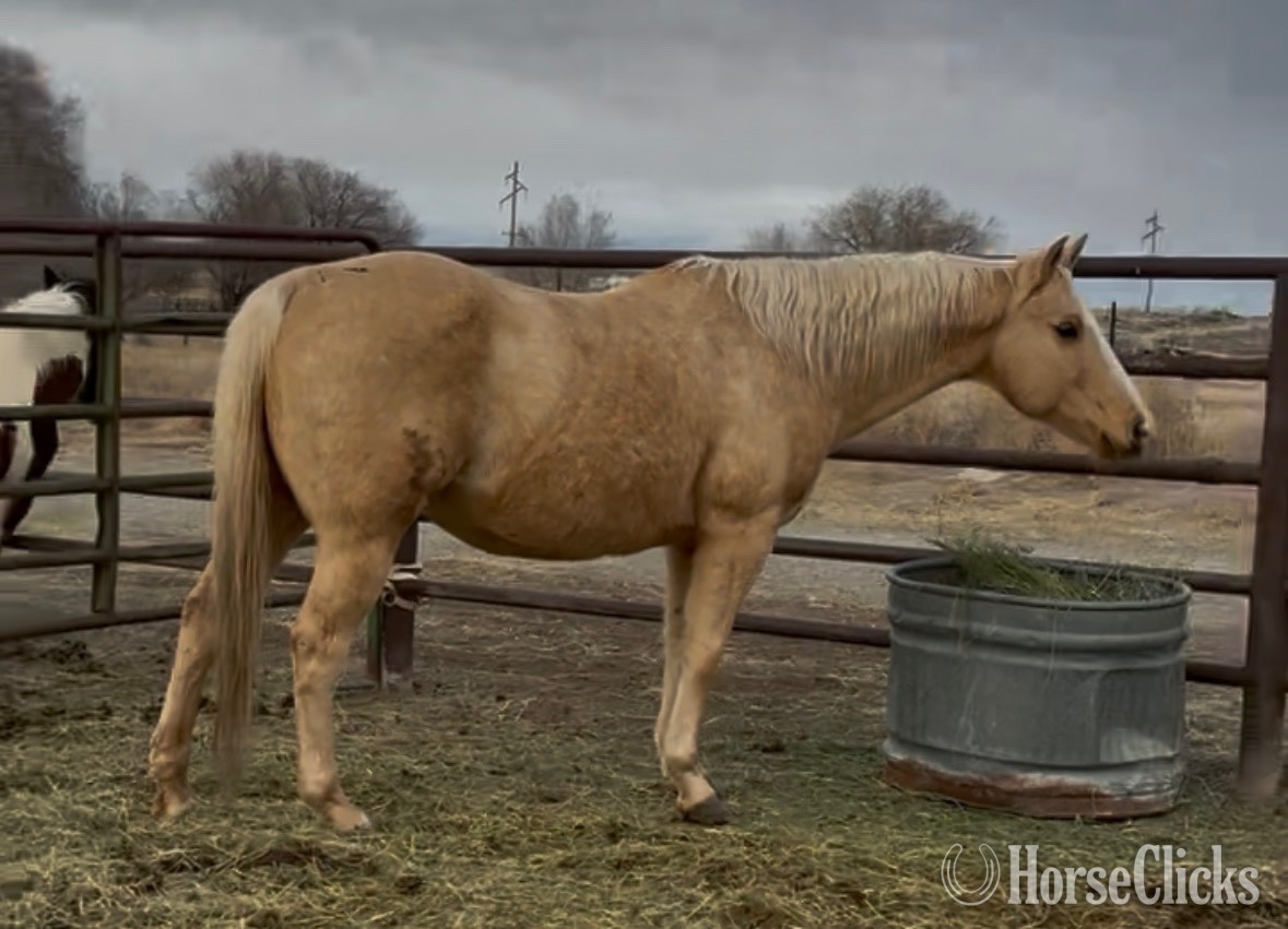 Wyoming "Belle" Palomino Mare Quarter Horse