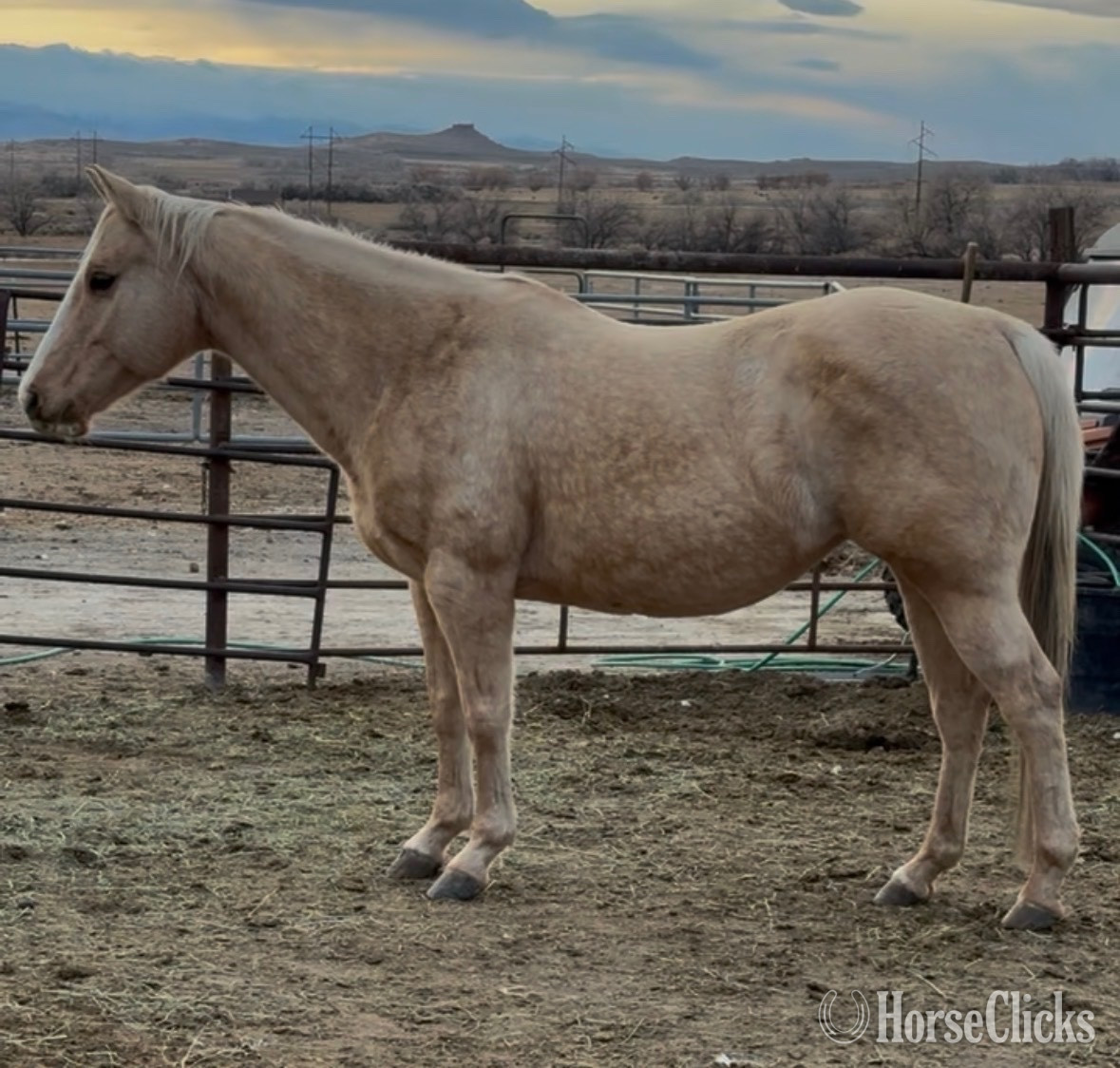 "Belle" Palomino Mare Quarter Horse - Quarter Horse in Wyoming