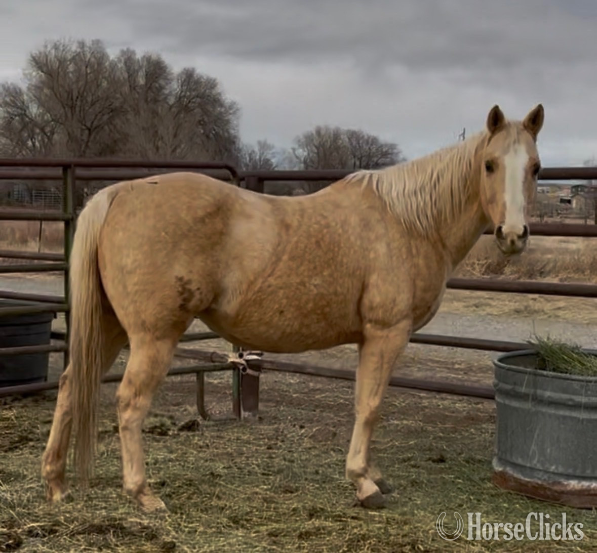 "Belle" Palomino Mare Quarter Horse Wyoming