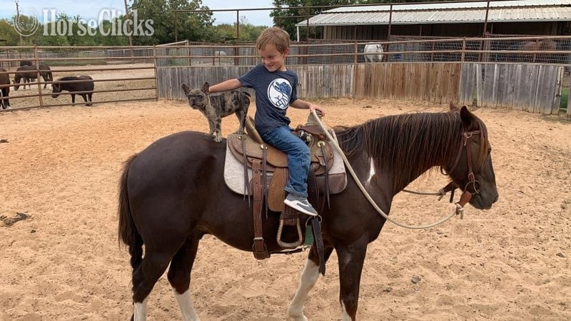 "Fifty" Chestnut Gelding Quarter Pony in Texas