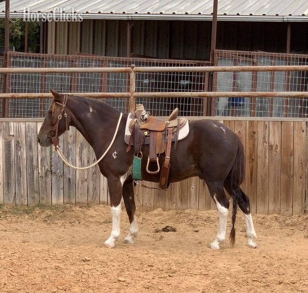 "Fifty" Chestnut Gelding Quarter Pony