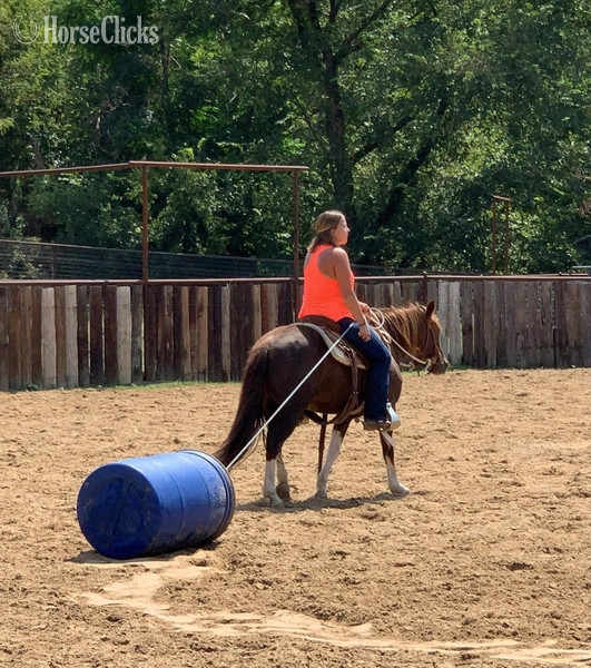 Texas "Fifty" Chestnut Gelding Quarter Pony