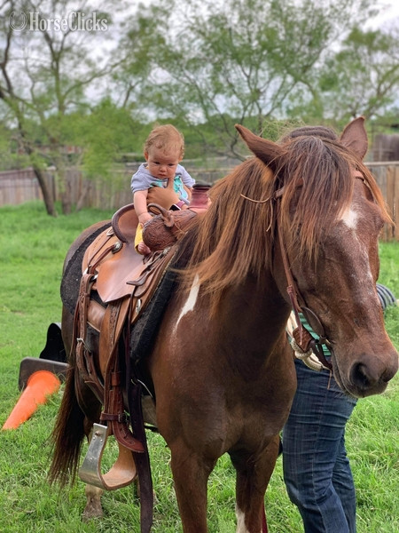"Fifty" Chestnut Gelding Quarter Pony - Quarter Pony in Texas