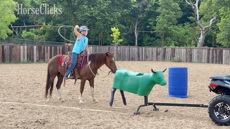 "Fifty" Chestnut Gelding Quarter Pony - Quarter Pony