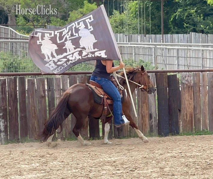 "Fifty" Chestnut Gelding Quarter Pony Texas
