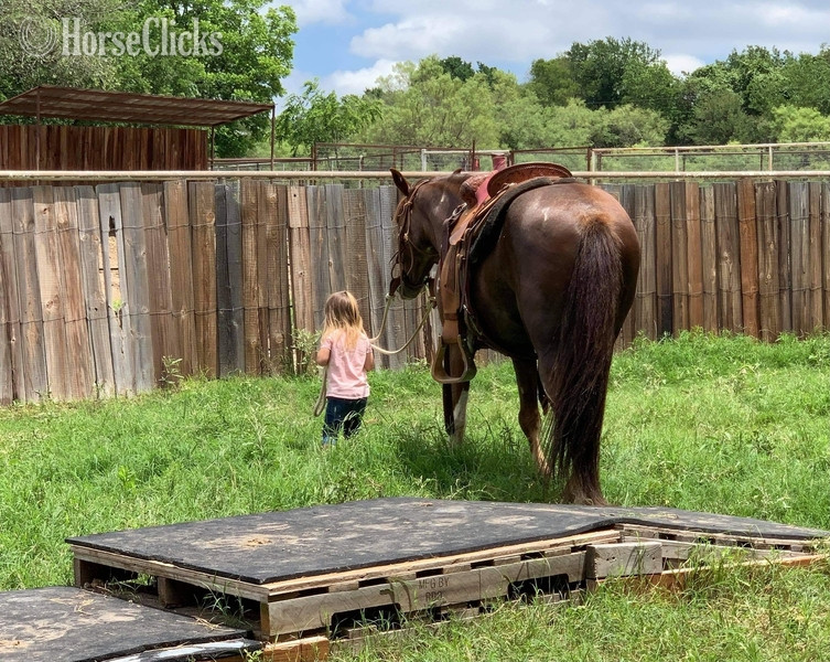Quarter Pony - "Fifty" Chestnut Gelding Quarter Pony in Texas