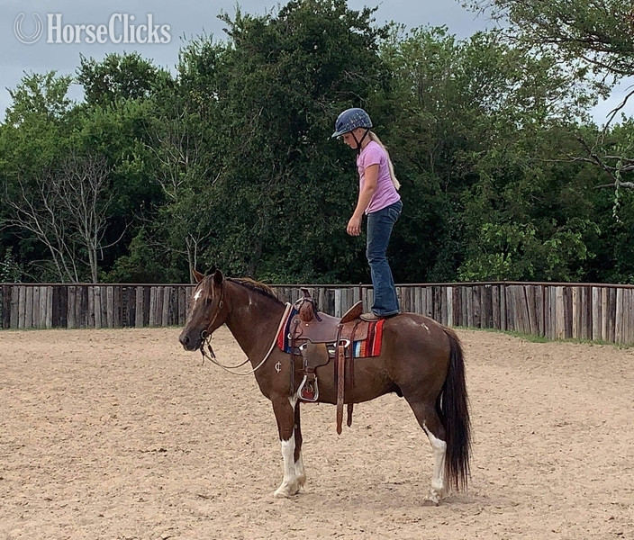 Quarter Pony - "Fifty" Chestnut Gelding Quarter Pony