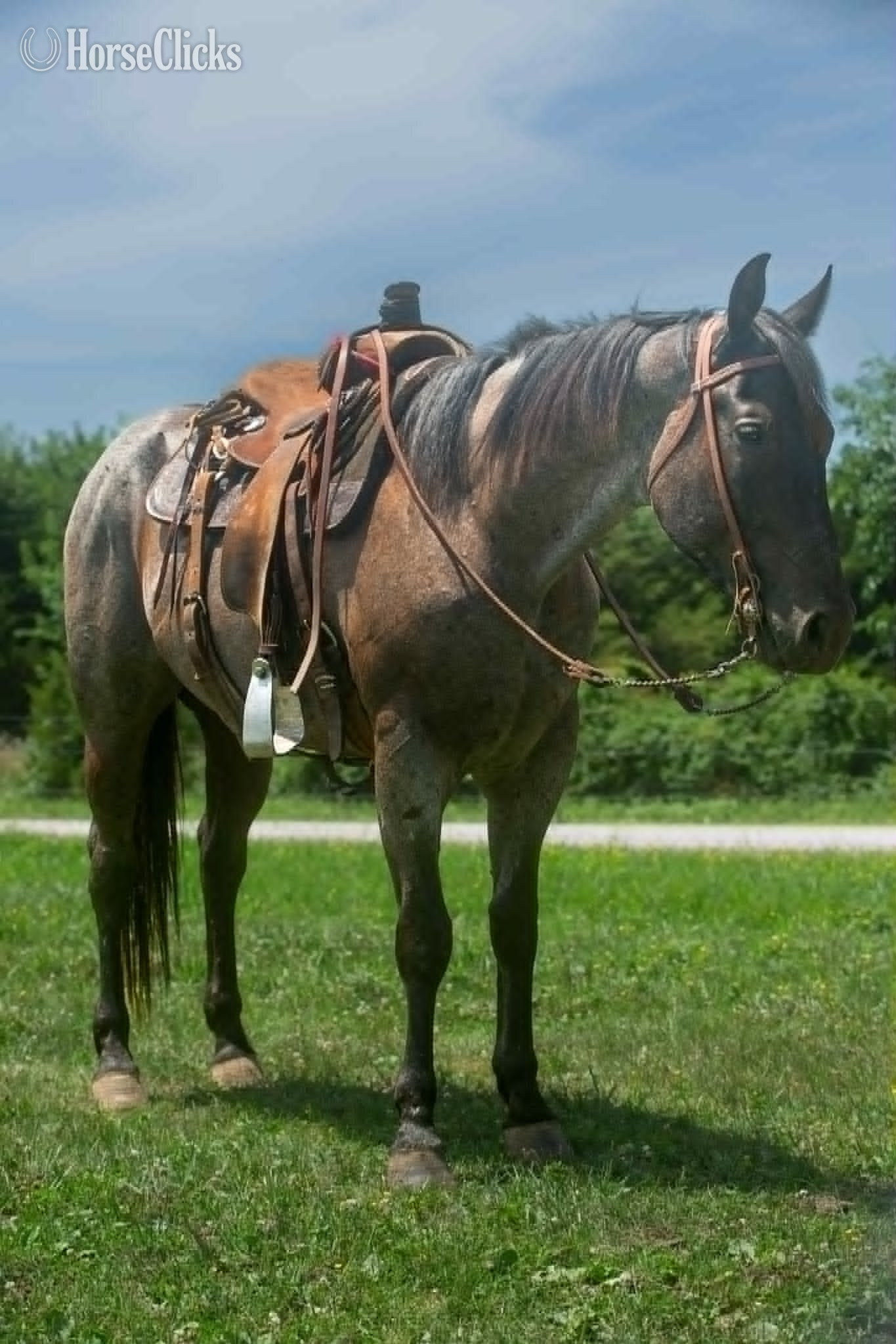 "Va Mojo Blue Tally"  Gelding Quarter Horse