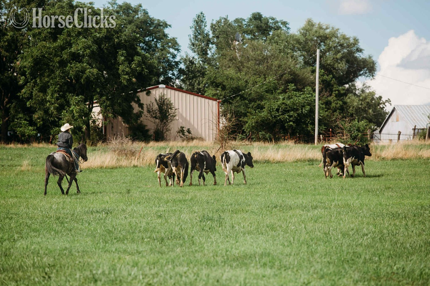 Florida "Va Mojo Blue Tally"  Gelding Quarter Horse