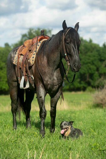 "Va Mojo Blue Tally" Gelding Quarter Horse