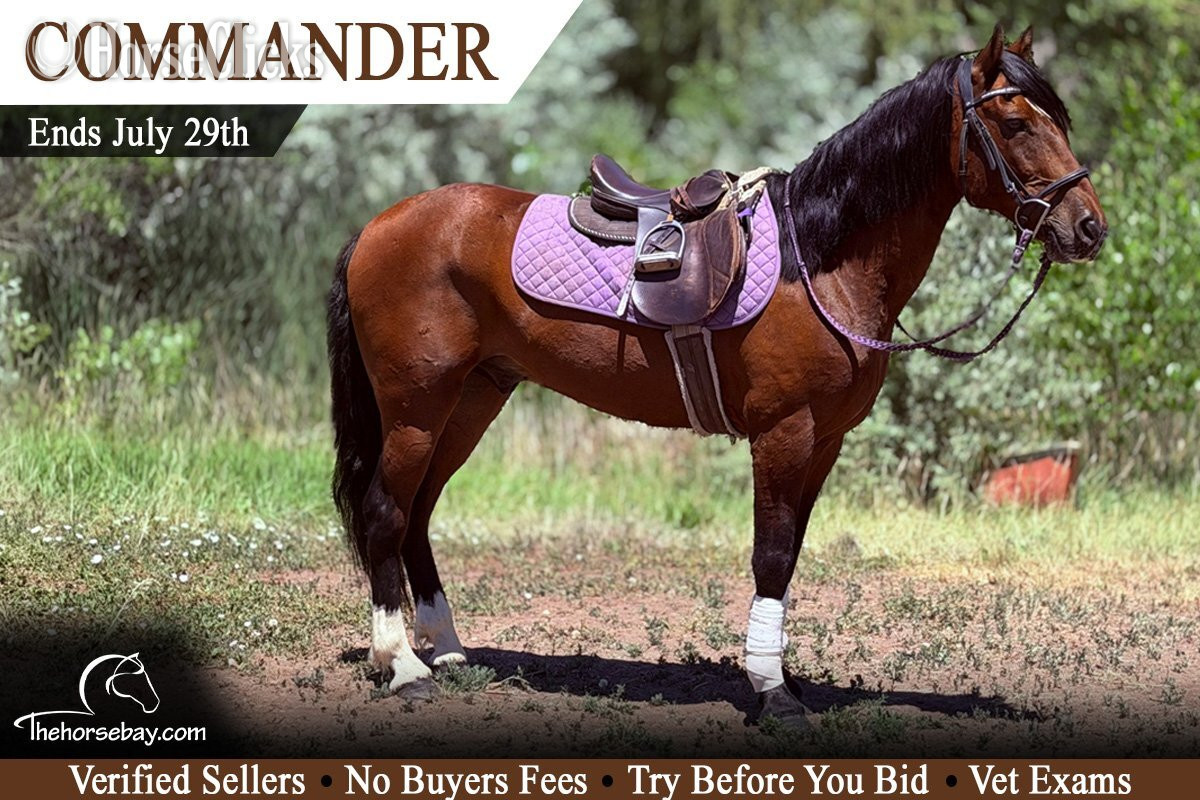 "Commander" Bay Gelding Quarter Horse in Colorado