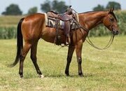 "Charlie " Bay Gelding Quarter Horse