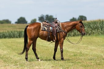 "Charlie " Bay Gelding Quarter Horse
