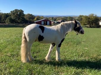 "TRT’s Run Forrest Run (Sam)" Silver Dapple Gelding Gypsy Vanner