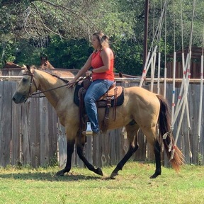 "Twist" Buckskin Gelding Quarter Pony