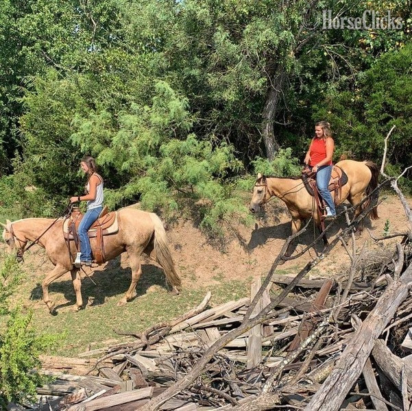 "Twist" Buckskin Gelding Quarter Pony