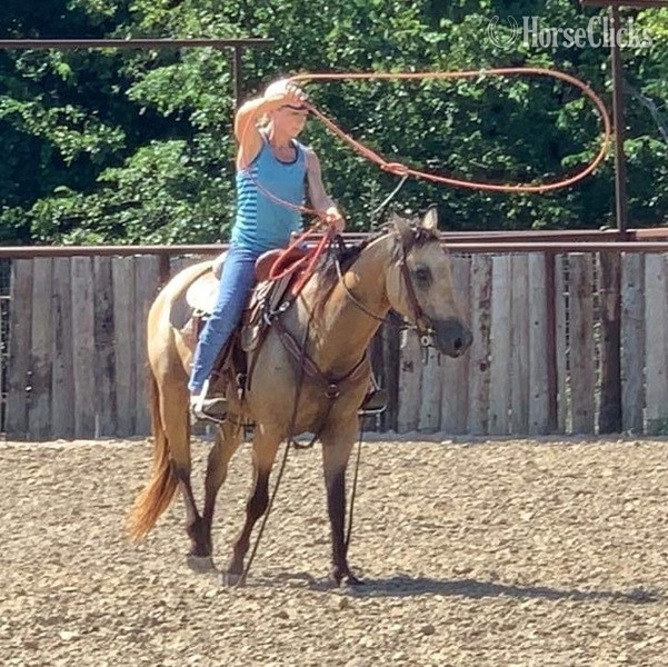 Texas "Twist" Buckskin Gelding Quarter Pony