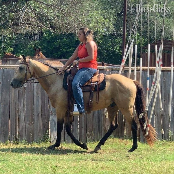 "Twist" Buckskin Gelding Quarter Pony in Texas