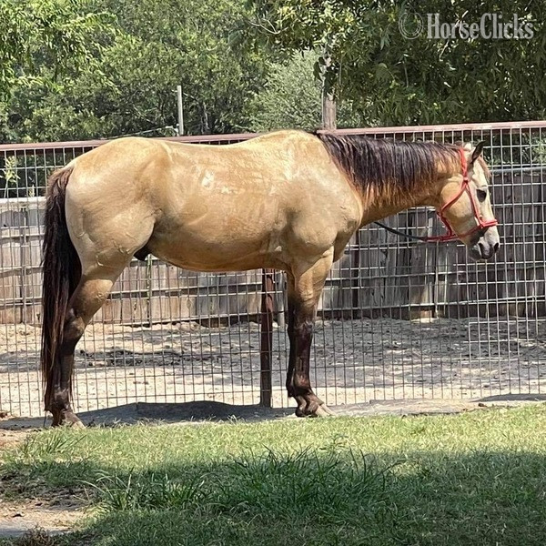 "Twist" Buckskin Gelding Quarter Pony - Quarter Pony