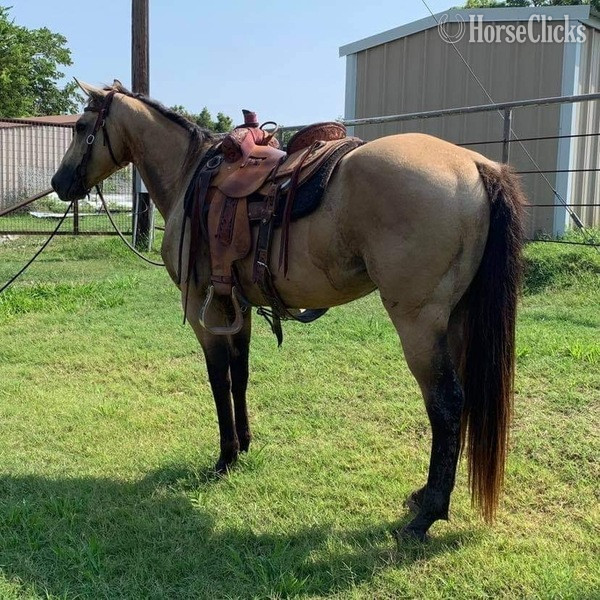 "Twist" Buckskin Gelding Quarter Pony Texas