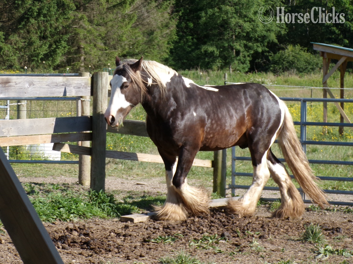 "SIR HOLLYWOOD OF. HARMONY’S RANCH" Bay Stallion Gypsy Vanner in New York