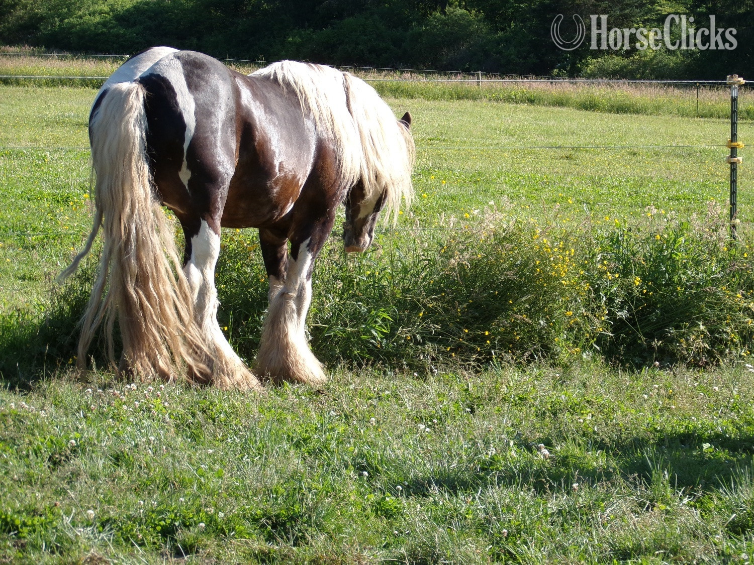 "SIR HOLLYWOOD OF. HARMONY’S RANCH" Bay Stallion Gypsy Vanner