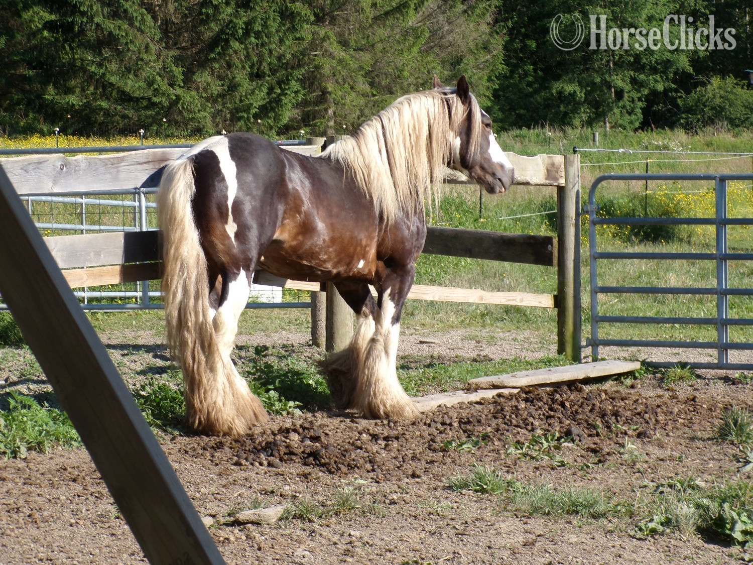 New York "SIR HOLLYWOOD OF. HARMONY’S RANCH" Bay Stallion Gypsy Vanner