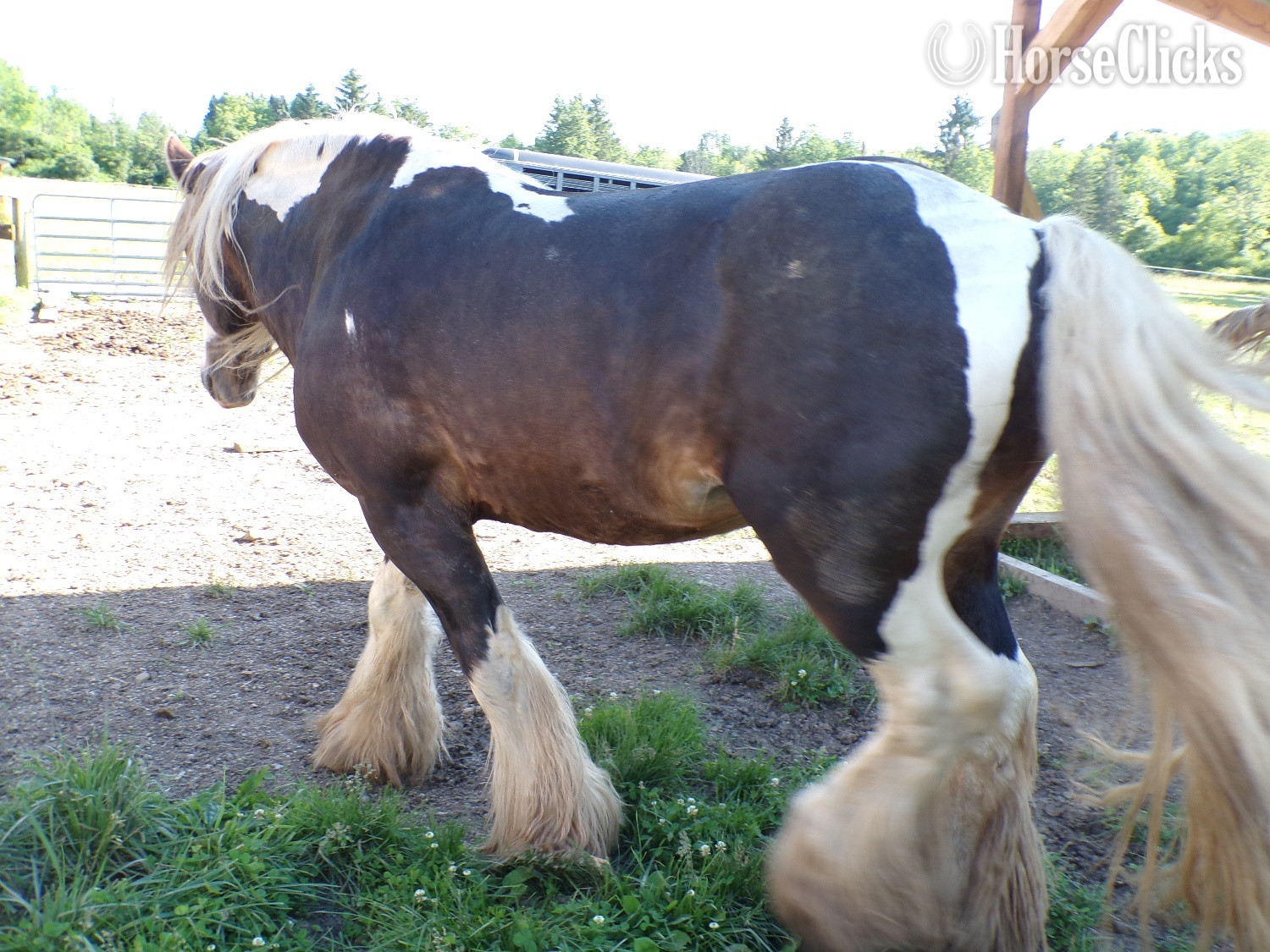 "SIR HOLLYWOOD OF. HARMONY’S RANCH" Bay Stallion Gypsy Vanner - Gypsy Vanner in New York