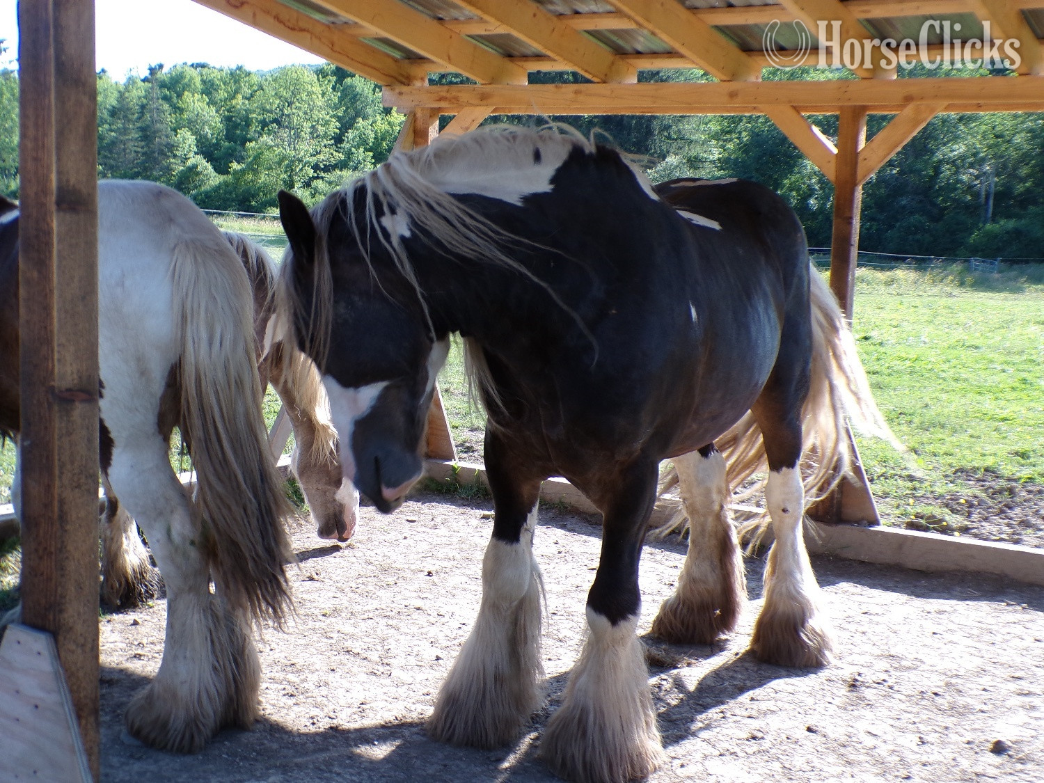 "SIR HOLLYWOOD OF. HARMONY’S RANCH" Bay Stallion Gypsy Vanner - Gypsy Vanner