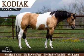 "Kodiak" Buckskin Gelding Paint