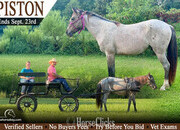 "Piston" Bay Roan Gelding Welsh Pony