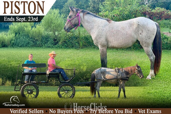 "Piston" Bay Roan Gelding Welsh Pony