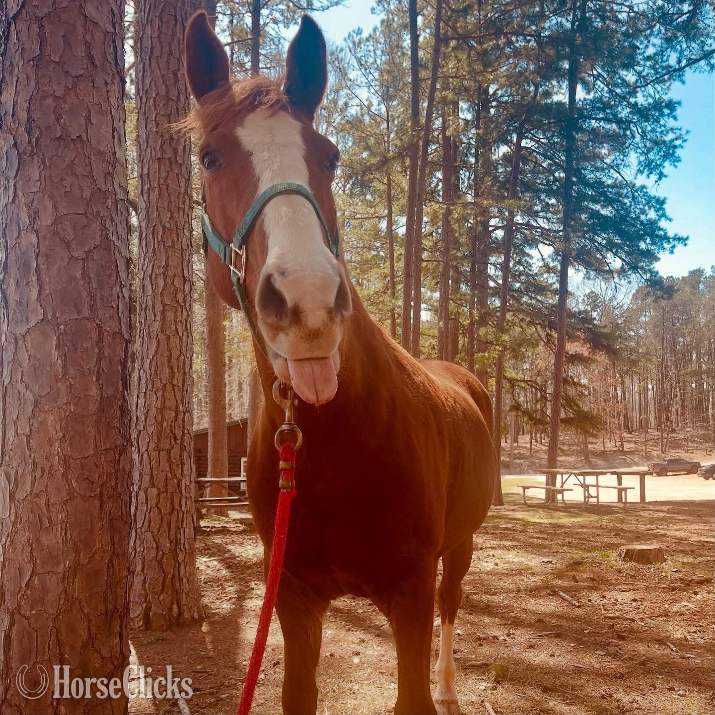 "Kluko aka Klu" Chestnut Gelding Tennessee Walker in North Carolina