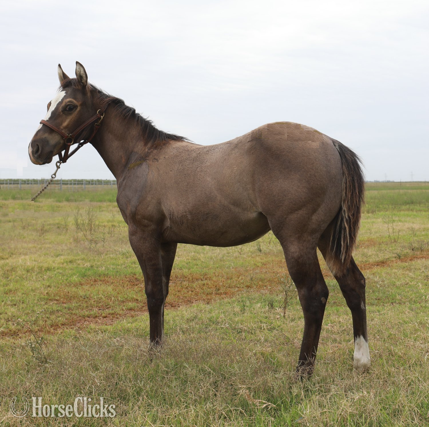 "Stylish Rein Maker" Grullo Colt Quarter Horse
