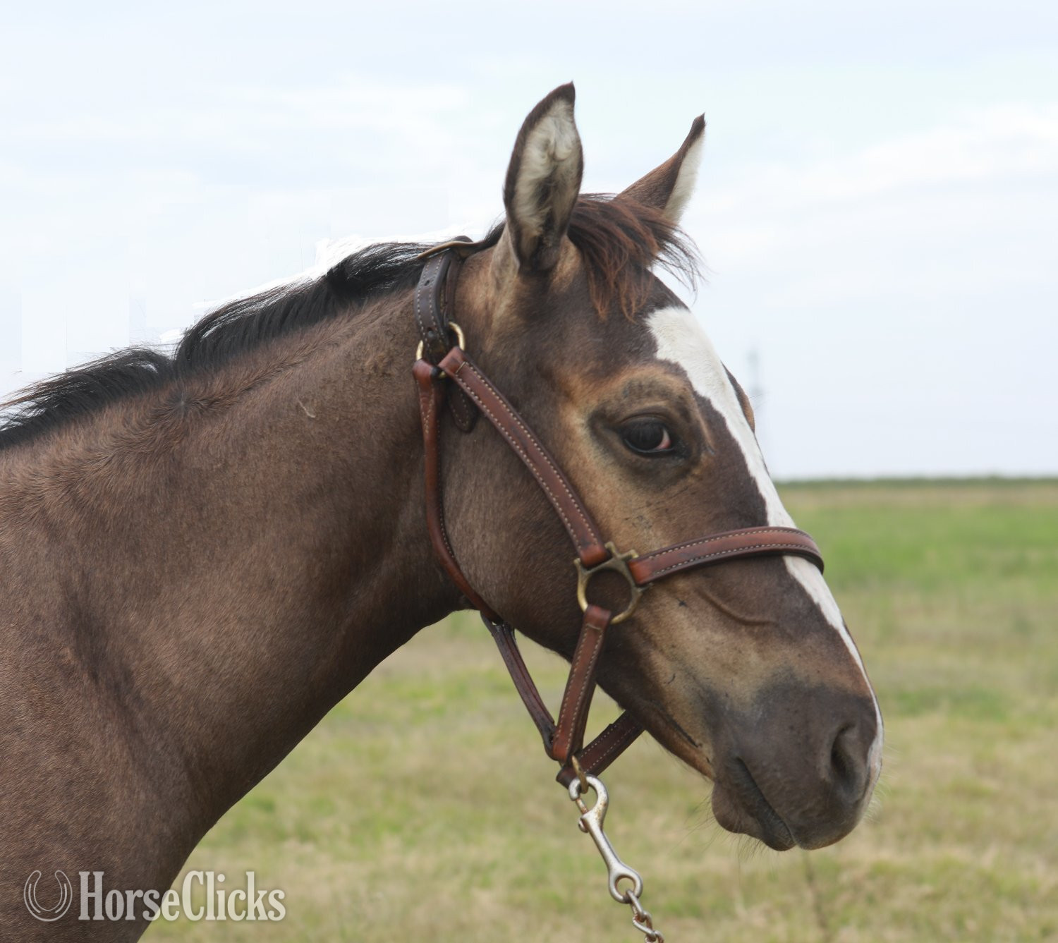 California "Stylish Rein Maker" Grullo Colt Quarter Horse