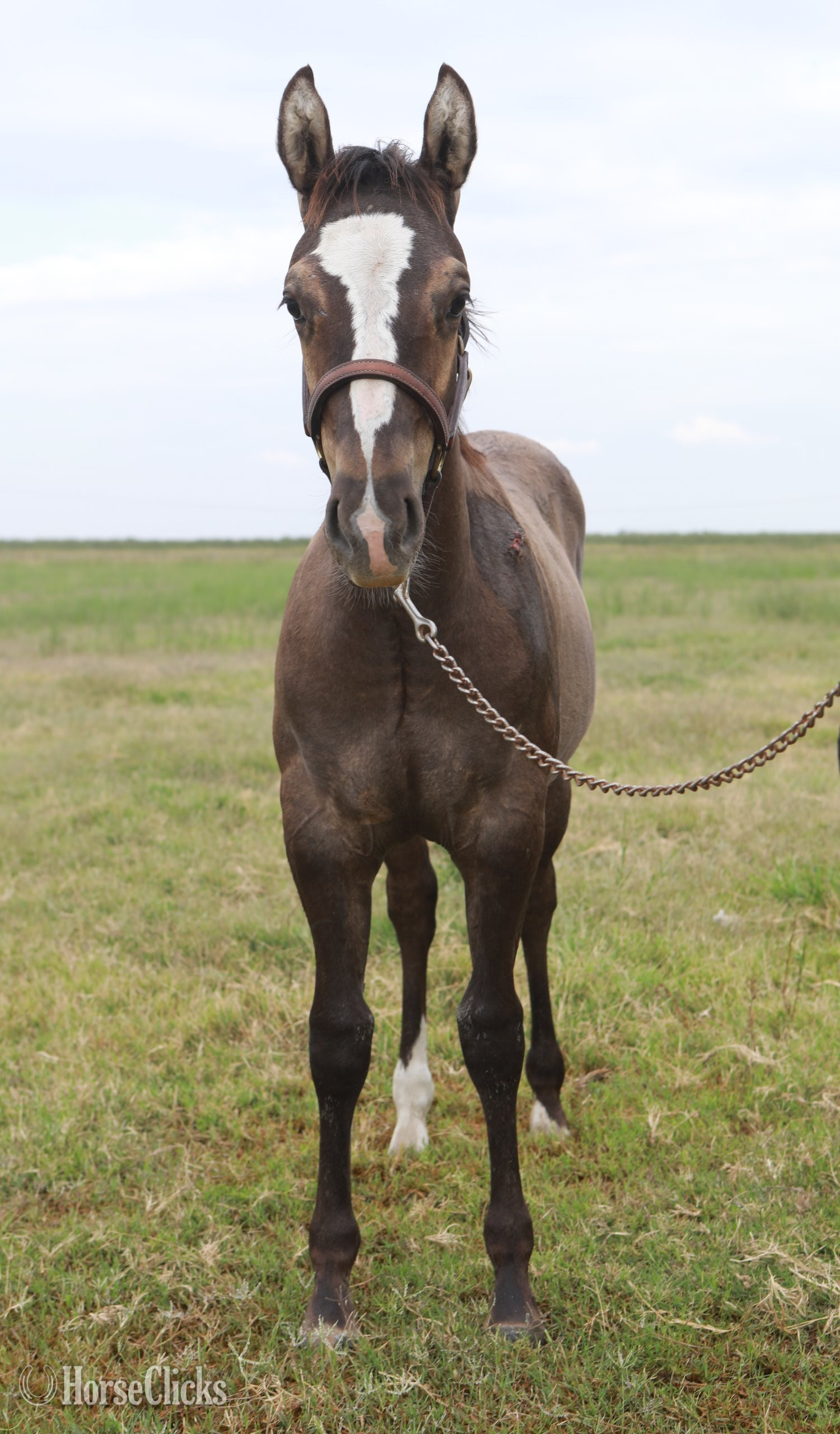 "Stylish Rein Maker" Grullo Colt Quarter Horse - Quarter Horse in California
