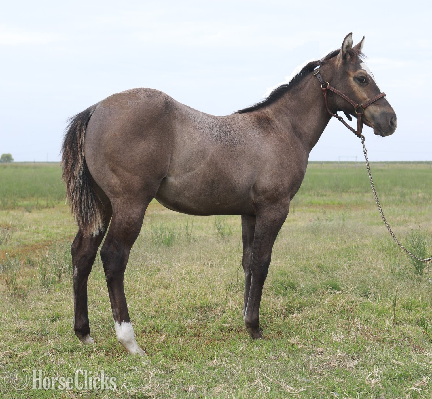 "Stylish Rein Maker" Grullo Colt Quarter Horse in California