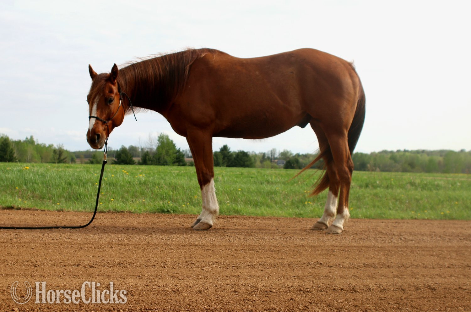 "Wolfs Dust Buster " Sorrel Gelding Quarter Horse in Wisconsin