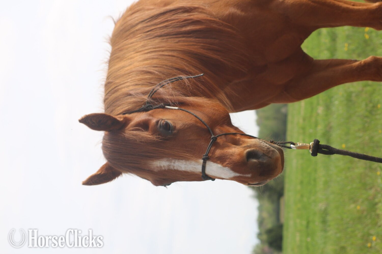 "Wolfs Dust Buster " Sorrel Gelding Quarter Horse