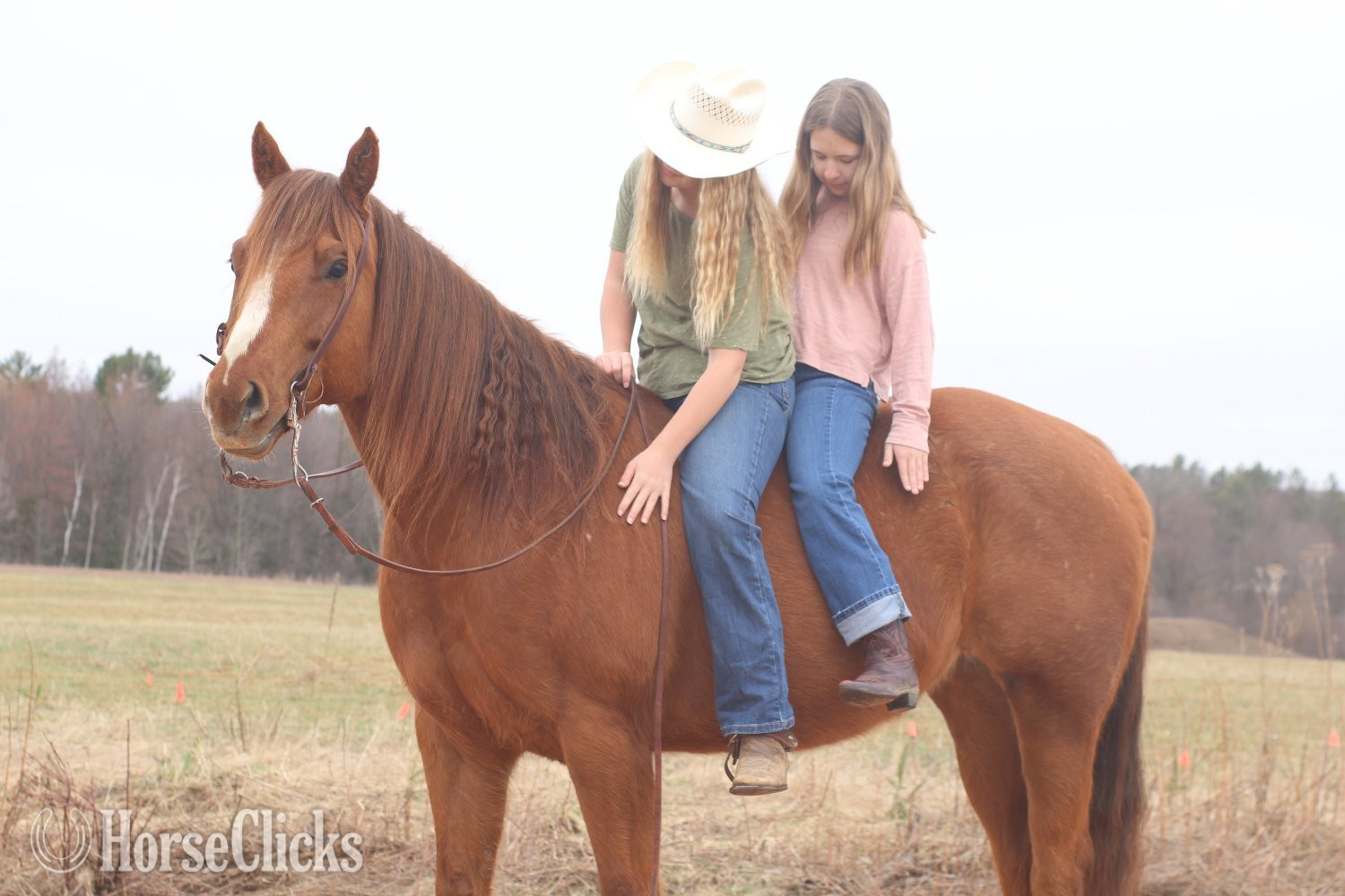 Wisconsin "Wolfs Dust Buster " Sorrel Gelding Quarter Horse