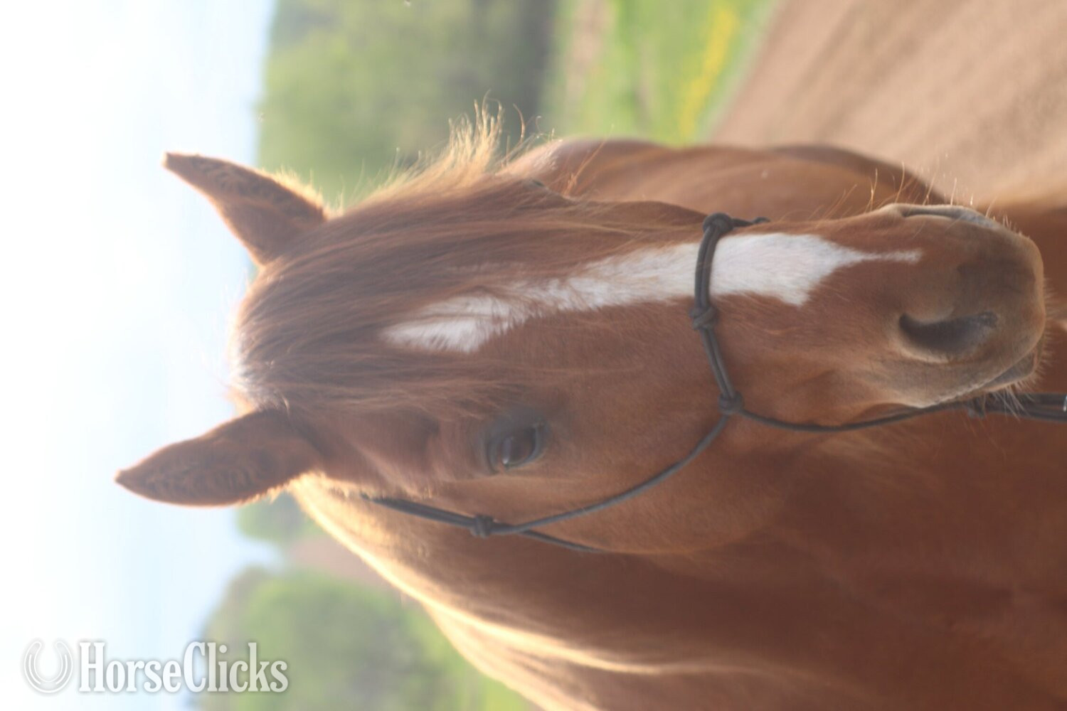 "Wolfs Dust Buster " Sorrel Gelding Quarter Horse - Quarter Horse in Wisconsin