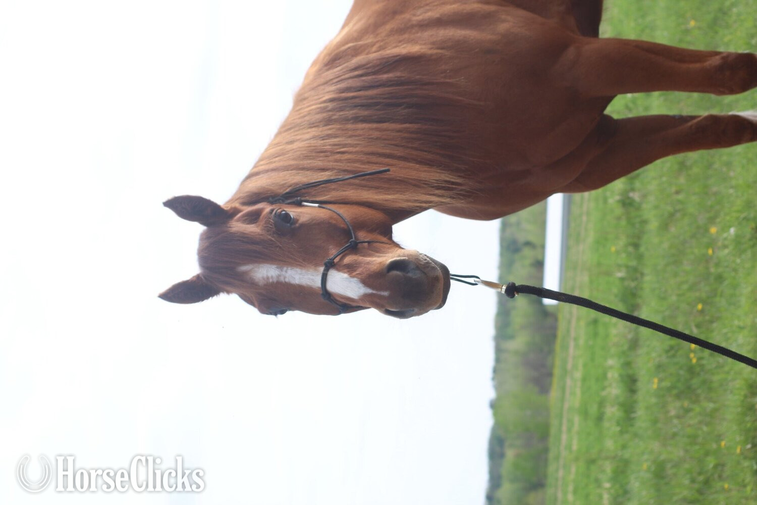 "Wolfs Dust Buster " Sorrel Gelding Quarter Horse - Quarter Horse