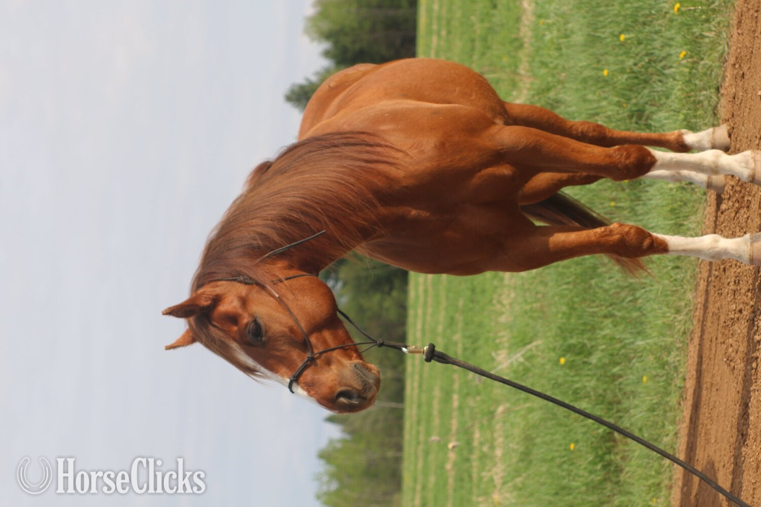 "Wolfs Dust Buster " Sorrel Gelding Quarter Horse Wisconsin