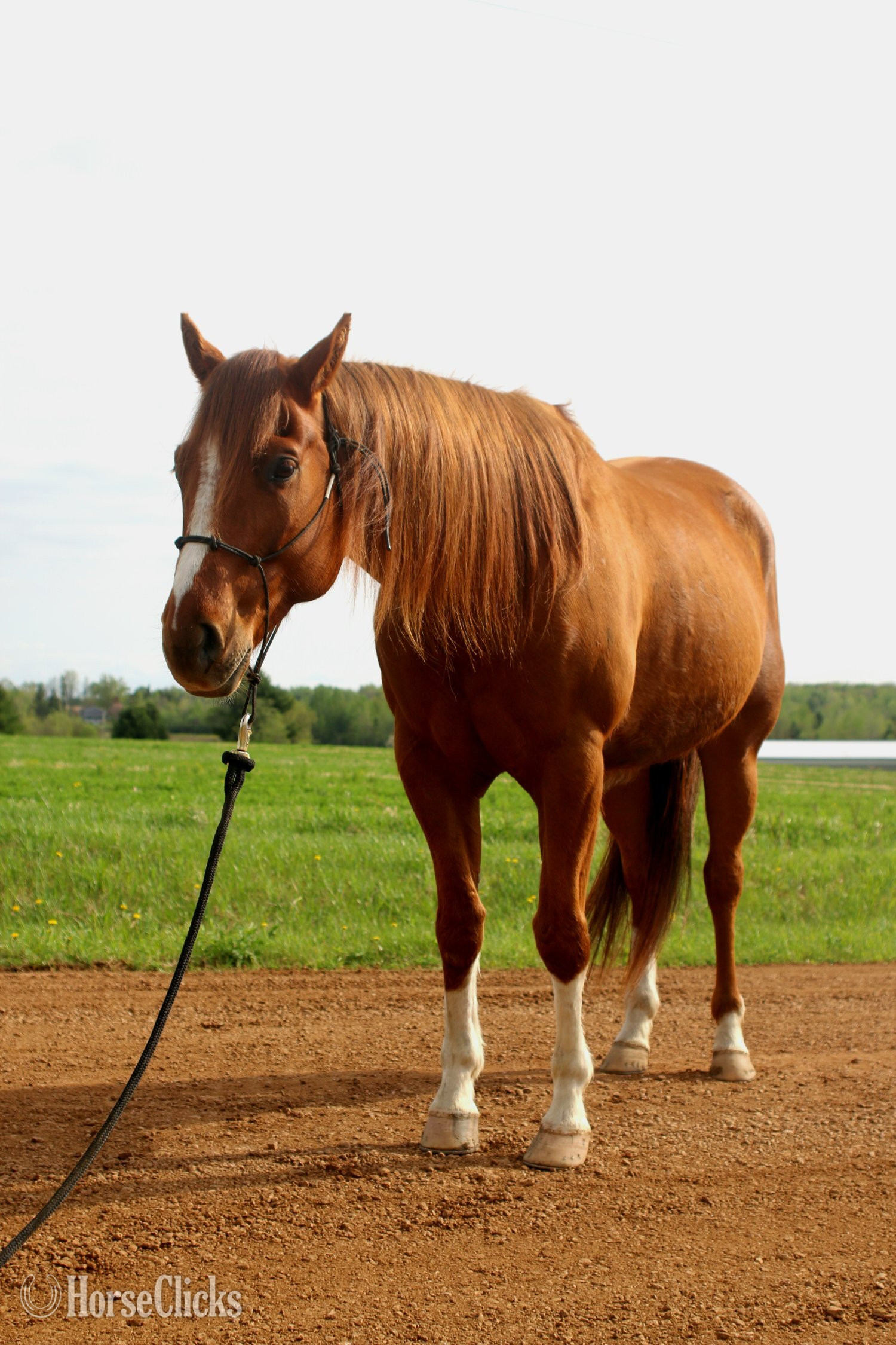Quarter Horse - "Wolfs Dust Buster " Sorrel Gelding Quarter Horse in Wisconsin