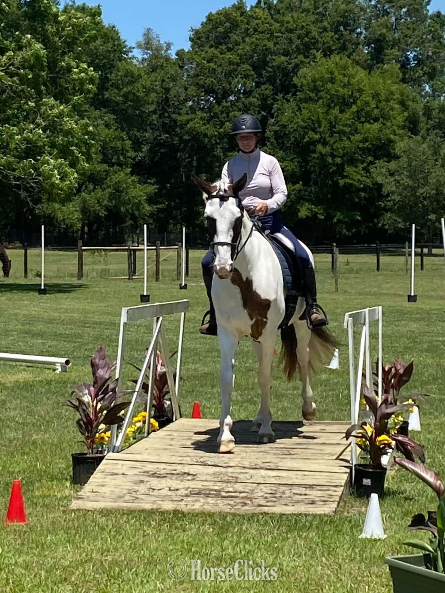"Teyha" Tabiano Mare Spotted Saddle - Spotted Saddle in Florida