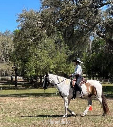 "Teyha" Tabiano Mare Spotted Saddle - Spotted Saddle
