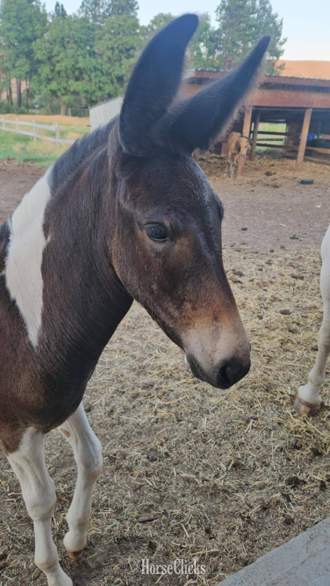"Harley" Pinto Filly Mule