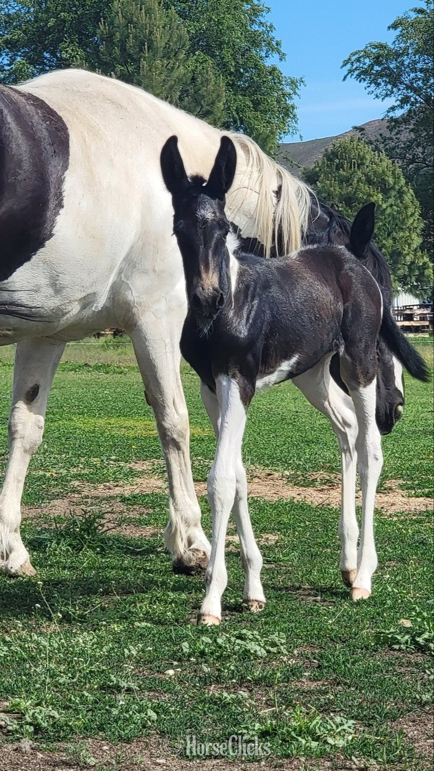 Washington "Harley" Pinto Filly Mule